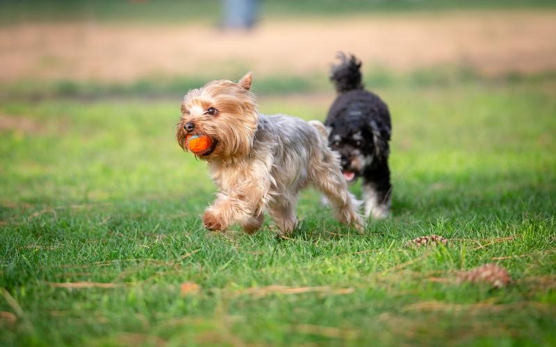 two dogs running in a field